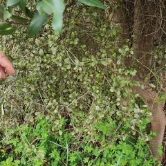 Elaeocarpus hookerianus