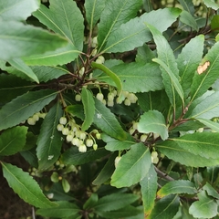 Elaeocarpus hookerianus