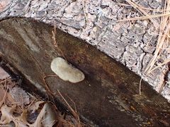 Cyanosporus livens
