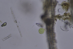 Pseudopediastrum boryanum