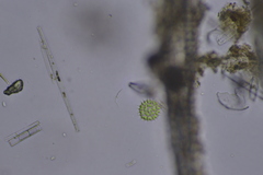 Pseudopediastrum boryanum