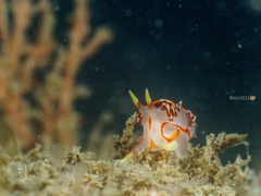 Phidiana militaris