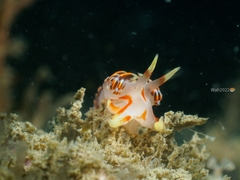 Phidiana militaris