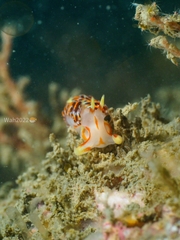 Phidiana militaris