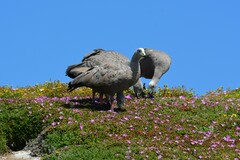 Cereopsis novaehollandiae