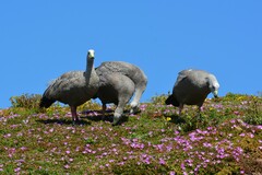 Cereopsis novaehollandiae