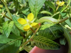 Ludwigia hyssopifolia
