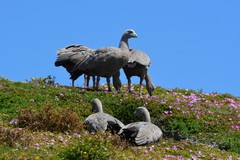 Cereopsis novaehollandiae