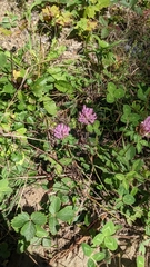 Trifolium pratense