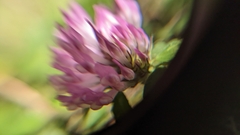 Trifolium pratense