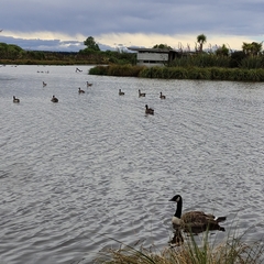 Branta canadensis maxima