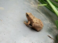 Microhyla mukhlesuri