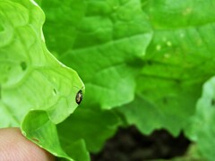 Phyllotreta striolata