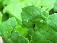Phyllotreta striolata