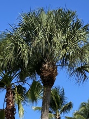 Sabal palmetto