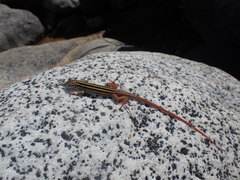 Aspidoscelis maximus