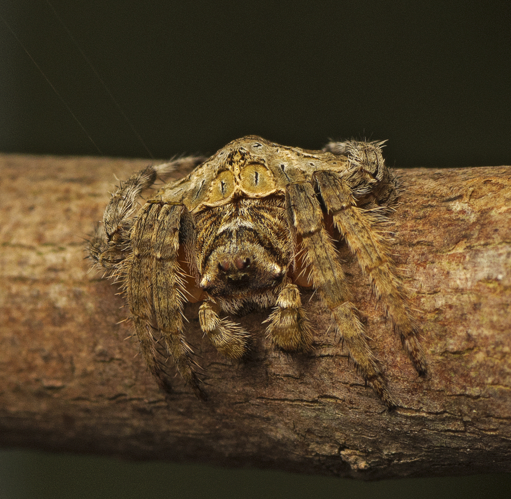 Wraparound Spiders from Upper Caboolture QLD 4510, Australia on