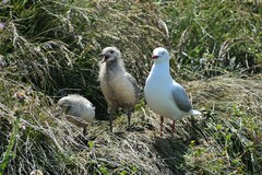 Chroicocephalus novaehollandiae novaehollandiae
