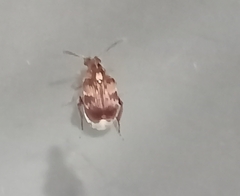 Bruchinae