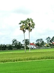 Bismarckia