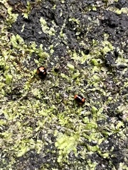 Stethotrypes raffrayi