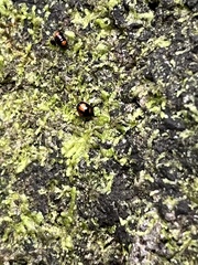 Stethotrypes raffrayi