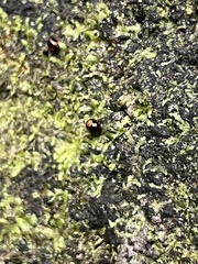 Stethotrypes raffrayi