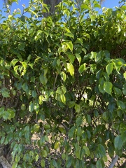 Flacourtia indica