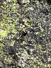 Stethotrypes raffrayi