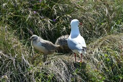 Chroicocephalus novaehollandiae novaehollandiae