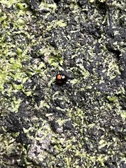 Stethotrypes raffrayi