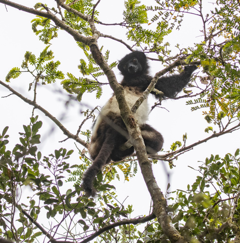 Milne-Edwards' Sifaka