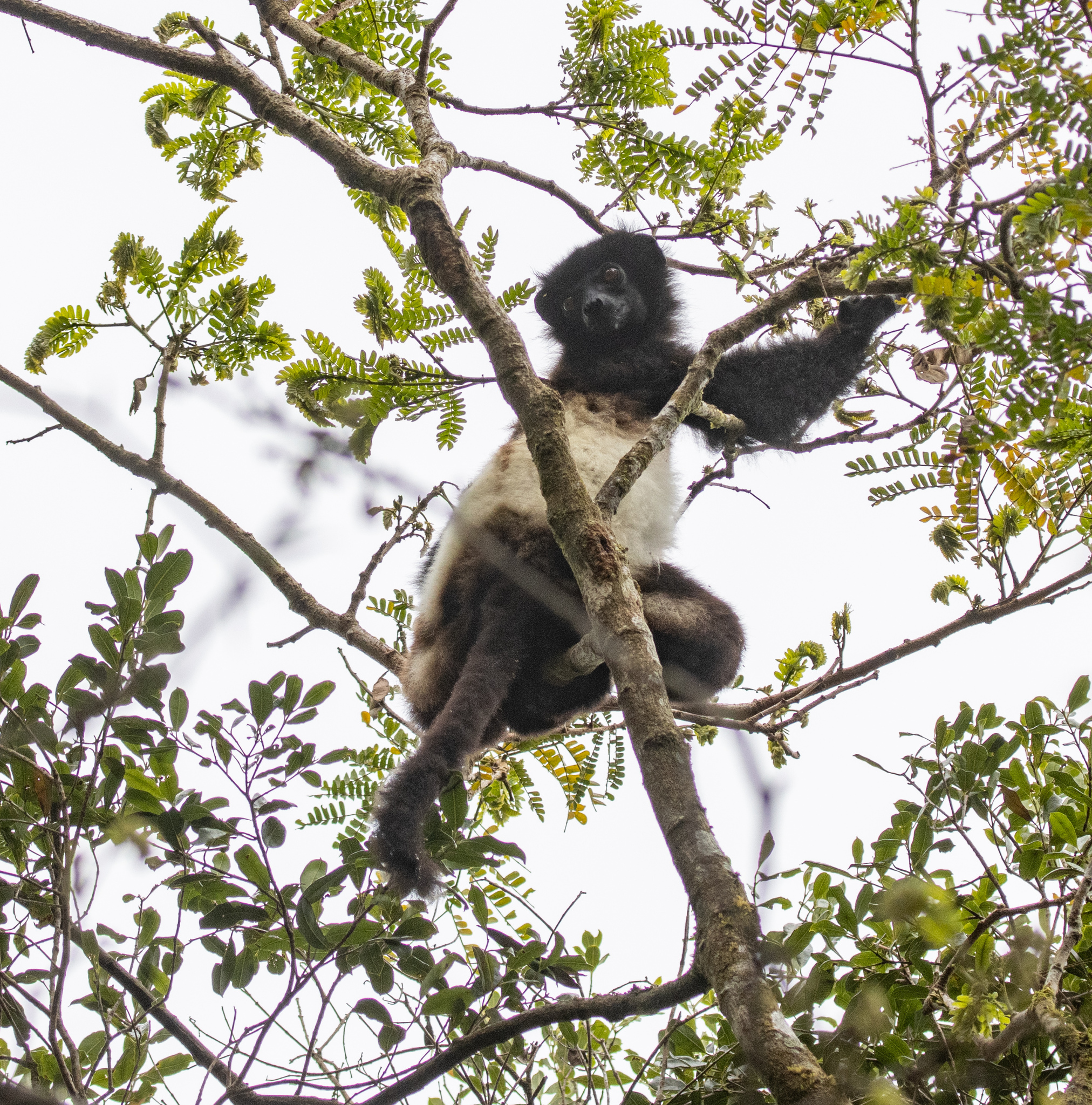 Milne-Edwards' Sifaka (Propithecus edwardsi) · iNaturalist