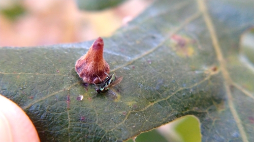 Red Cone Gall Wasp photo 6