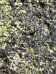 Stethotrypes raffrayi