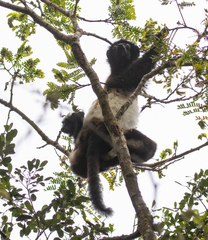 Propithecus edwardsi