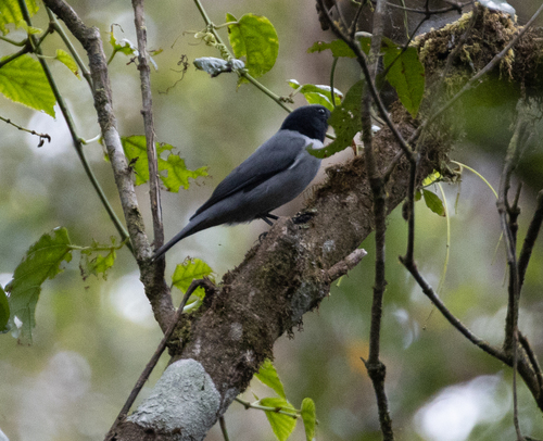 Madagascar Cuckooshrike (Ceblepyris cinereus), photo 6