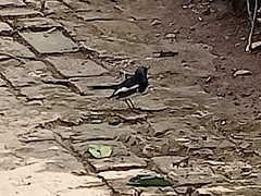 Copsychus saularis