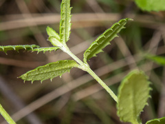 Gonocarpus tetragynus