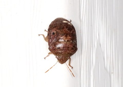 Diolcus chrysorrhoeus