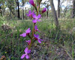Stylidium armeria