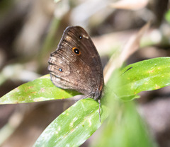 Satyrinae