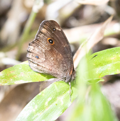 Satyrinae