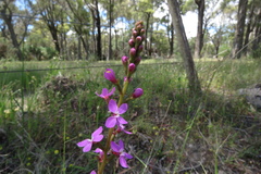 Stylidium armeria