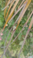 Hedriodiscus pulcher