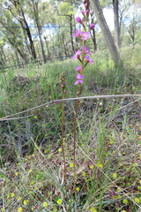 Stylidium armeria