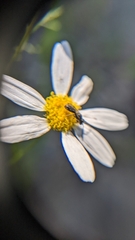 Anthemis cotula