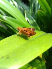 Oriens goloides
