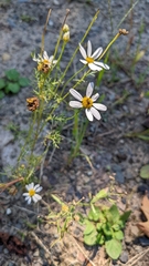 Anthemis cotula