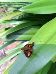Oriens goloides
